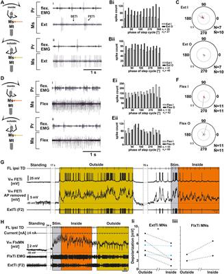 Thorax-Segment- and Leg-Segment-Specific Motor Control for Adaptive Behavior